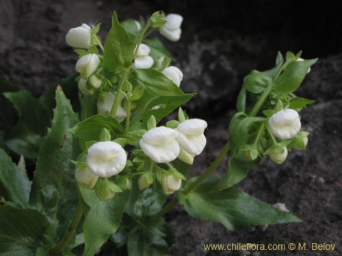 Image of Calceolaria nitida (). Click to enlarge parts of image.