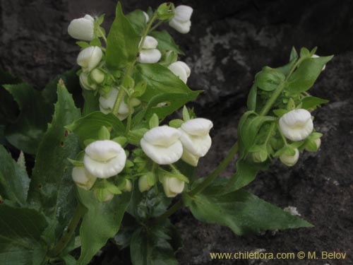 Фотография Calceolaria nitida (). Щелкните, чтобы увеличить вырез.