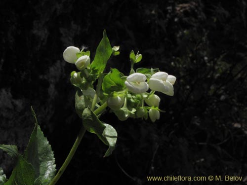 Фотография Calceolaria nitida (). Щелкните, чтобы увеличить вырез.