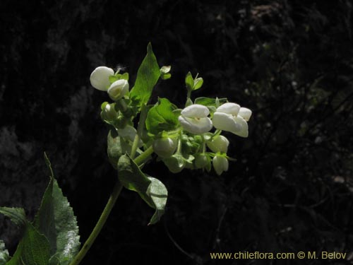 Calceolaria nitidaの写真