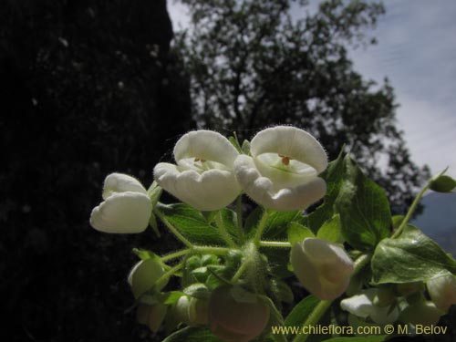 Image of Calceolaria nitida (). Click to enlarge parts of image.