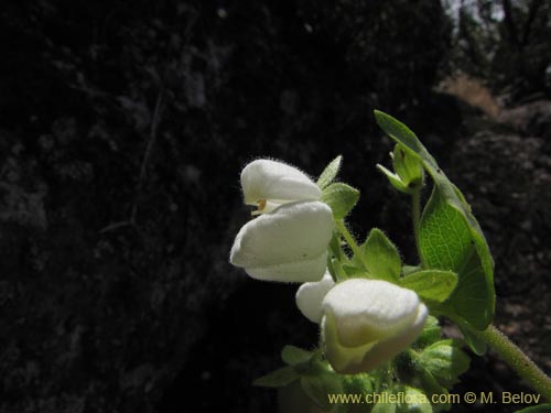 Image of Calceolaria nitida (). Click to enlarge parts of image.