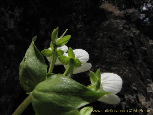 Фотография Calceolaria nitida (). Щелкните, чтобы увеличить вырез.