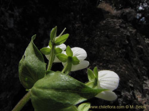 Calceolaria nitidaの写真