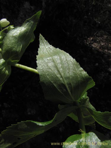 Image of Calceolaria nitida (). Click to enlarge parts of image.