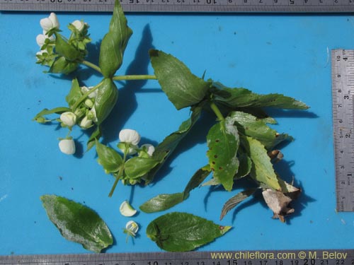 Image of Calceolaria nitida (). Click to enlarge parts of image.