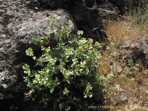 Imágen de Calceolaria nitida (). Haga un clic para aumentar parte de imágen.