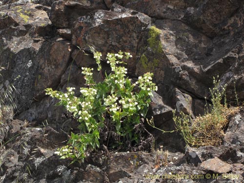 Image of Calceolaria nitida (). Click to enlarge parts of image.