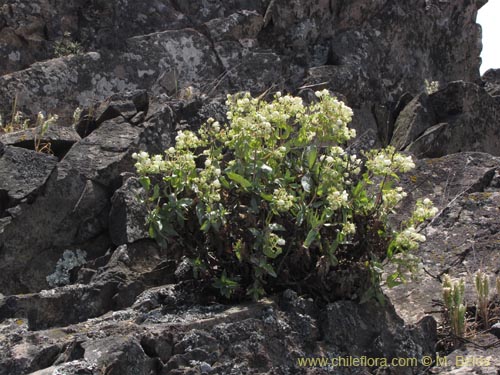 Фотография Calceolaria nitida (). Щелкните, чтобы увеличить вырез.