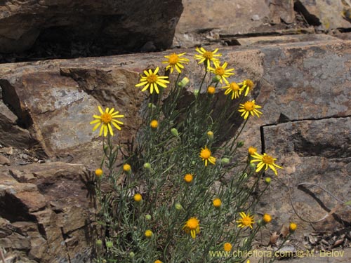 Senecio sp. #2201の写真