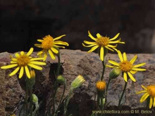 Senecio sp. #2201の写真