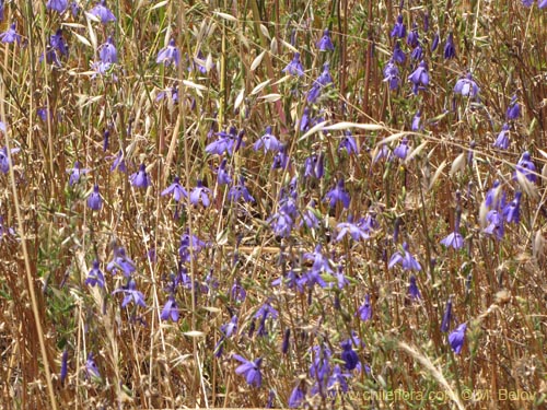 Imágen de Conanthera trimaculata (Pajarito del campo). Haga un clic para aumentar parte de imágen.