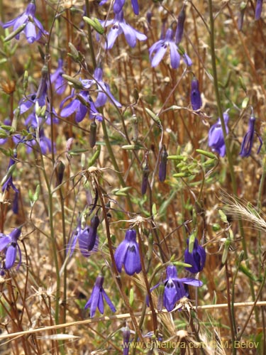 Image of Conanthera trimaculata (Pajarito del campo). Click to enlarge parts of image.