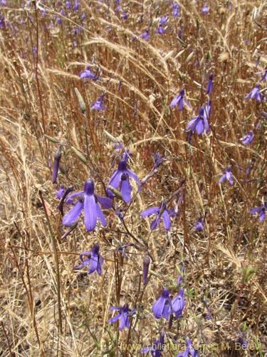 Image of Conanthera trimaculata (Pajarito del campo). Click to enlarge parts of image.