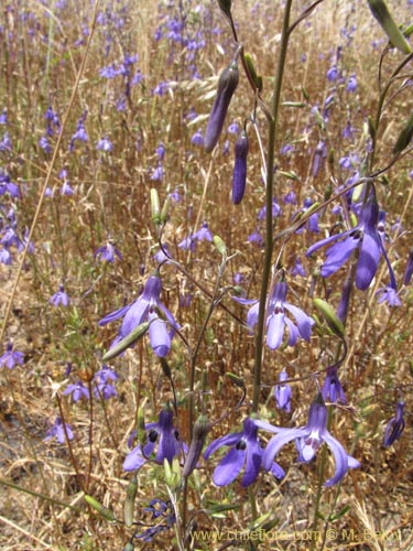 Фотография Conanthera trimaculata (Pajarito del campo). Щелкните, чтобы увеличить вырез.