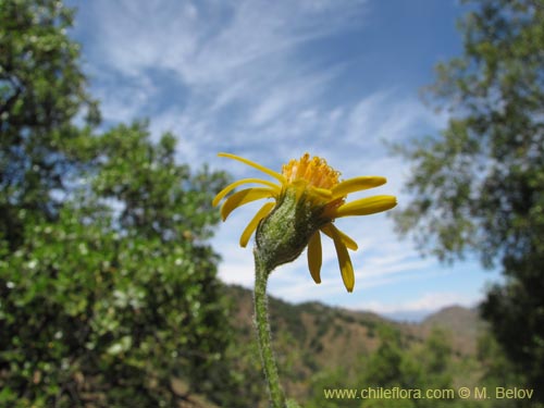 Фотография Senecio sp. #2201 (). Щелкните, чтобы увеличить вырез.