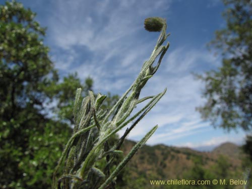 Imágen de Senecio sp. #2201 (). Haga un clic para aumentar parte de imágen.