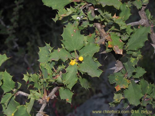 Bild von Berberis horrida (). Klicken Sie, um den Ausschnitt zu vergrössern.