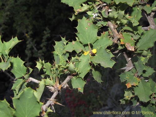 Imágen de Berberis horrida (). Haga un clic para aumentar parte de imágen.