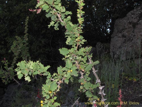 Imágen de Berberis horrida (). Haga un clic para aumentar parte de imágen.