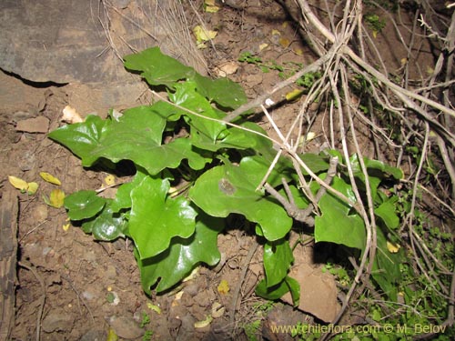 Фотография Dioscorea bryoniifolia (Camisilla). Щелкните, чтобы увеличить вырез.