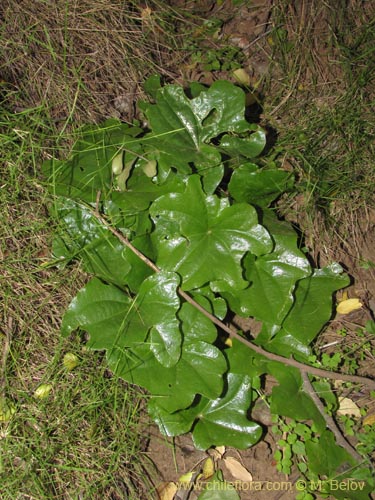 Image of Dioscorea bryoniifolia (Camisilla). Click to enlarge parts of image.