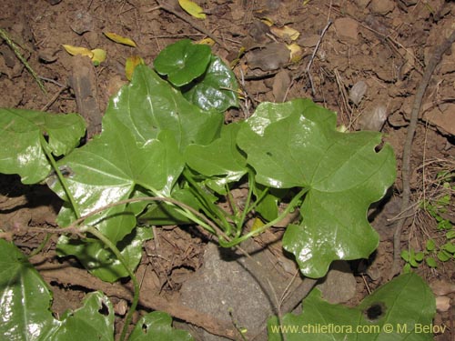 Bild von Dioscorea bryoniifolia (Camisilla). Klicken Sie, um den Ausschnitt zu vergrössern.