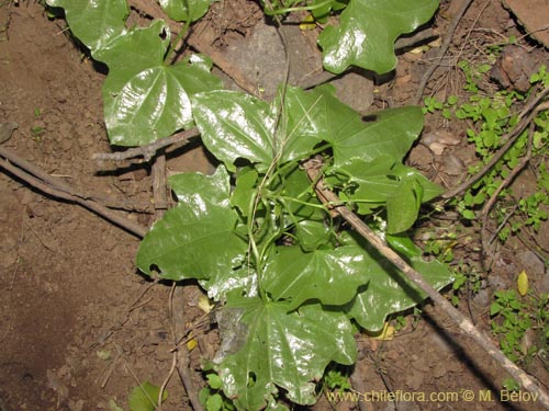 Image of Dioscorea bryoniifolia (Camisilla). Click to enlarge parts of image.