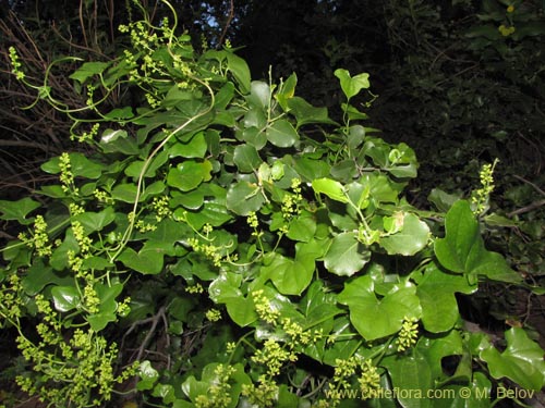 Image of Dioscorea bryoniifolia (Camisilla). Click to enlarge parts of image.