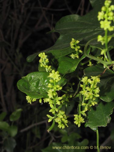 Image of Dioscorea bryoniifolia (Camisilla). Click to enlarge parts of image.