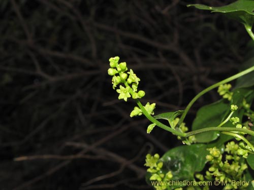 Фотография Dioscorea bryoniifolia (Camisilla). Щелкните, чтобы увеличить вырез.