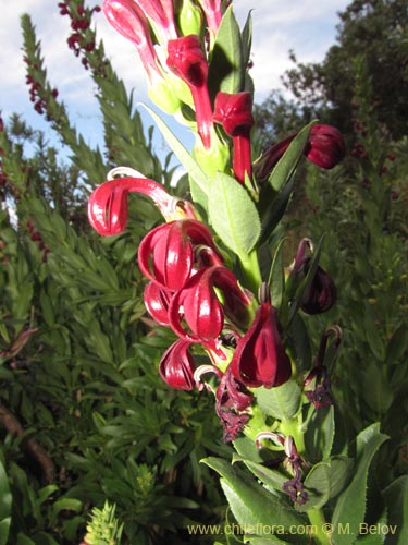 Image of Lobelia polyphylla (Tabaco del diablo / Tupa). Click to enlarge parts of image.