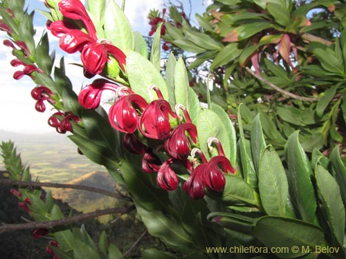 Imágen de Lobelia polyphylla (Tabaco del diablo / Tupa). Haga un clic para aumentar parte de imágen.