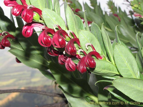 Image of Lobelia polyphylla (Tabaco del diablo / Tupa). Click to enlarge parts of image.