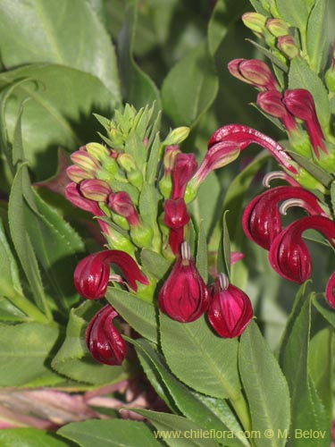 Image of Lobelia polyphylla (Tabaco del diablo / Tupa). Click to enlarge parts of image.