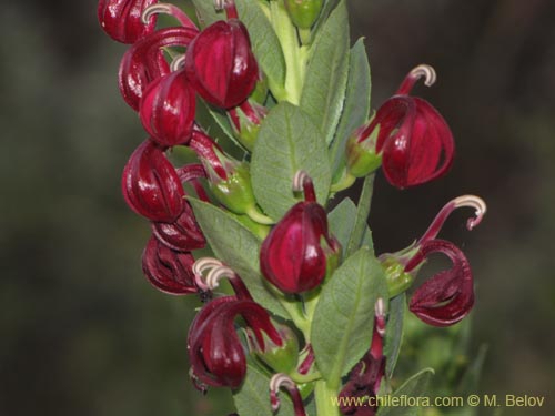 Image of Lobelia polyphylla (Tabaco del diablo / Tupa). Click to enlarge parts of image.