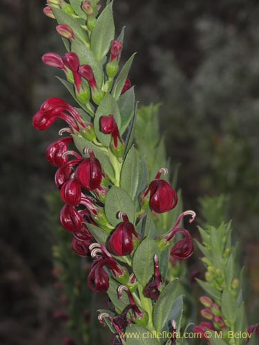 Image of Lobelia polyphylla (Tabaco del diablo / Tupa). Click to enlarge parts of image.