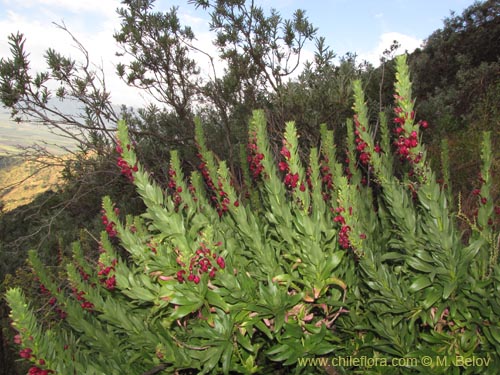 Фотография Lobelia polyphylla (Tabaco del diablo / Tupa). Щелкните, чтобы увеличить вырез.