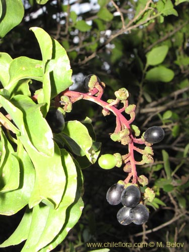 Anisomeria littoralis의 사진
