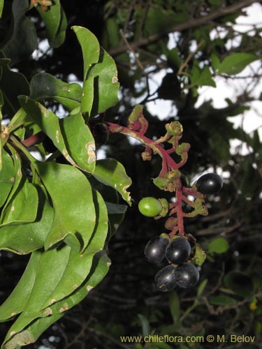 Anisomeria littoralis의 사진