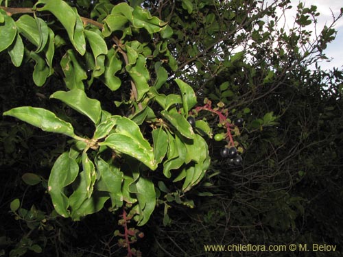 Anisomeria littoralis의 사진