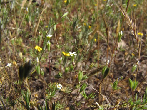 Image of Unidentified Plant sp. #9120 (11/23/2009). Click to enlarge parts of image.