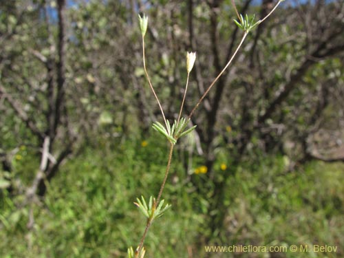 Image of Unidentified Plant sp. #9120 (11/23/2009). Click to enlarge parts of image.