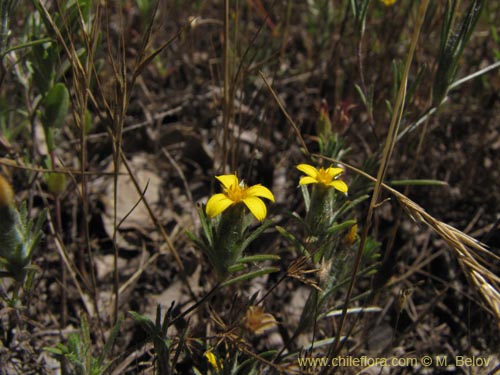 Image of Unidentified Plant sp. #9120 (11/23/2009). Click to enlarge parts of image.