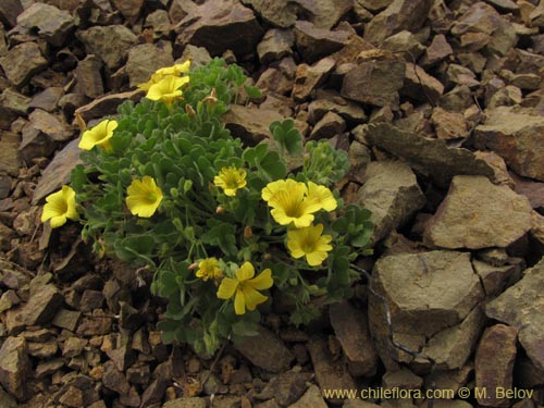 Image of Oxalis sp. #2127 (). Click to enlarge parts of image.