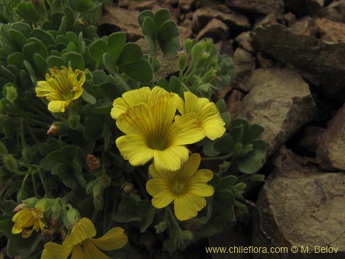 Image of Oxalis sp. #2127 (). Click to enlarge parts of image.