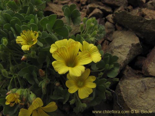 Imágen de Oxalis sp. #2127 (). Haga un clic para aumentar parte de imágen.