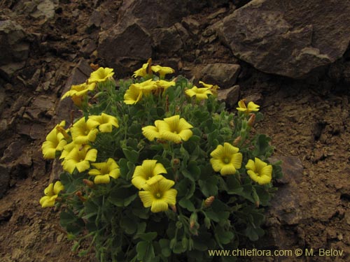 Imágen de Oxalis sp. #2127 (). Haga un clic para aumentar parte de imágen.