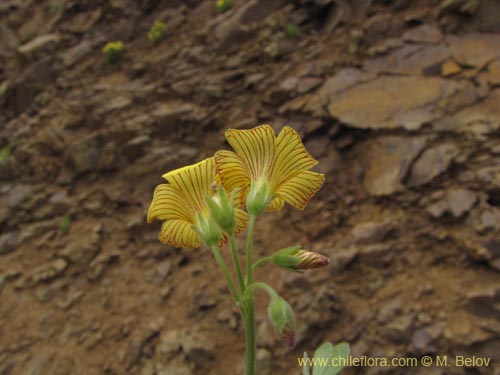 Imágen de Oxalis sp. #2127 (). Haga un clic para aumentar parte de imágen.