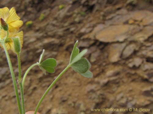 Imágen de Oxalis sp. #2127 (). Haga un clic para aumentar parte de imágen.